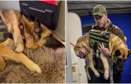 owczarek niemiecki w samolocie wojskowym z opiekunem