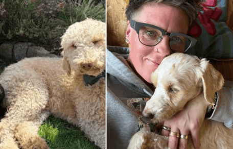 Dog found in shocking condition with 250 other Poodle crosses, happy in new home