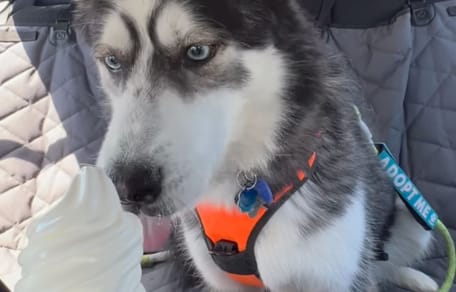 Perro callejero prueba su primer helado y su reacción conmueve a millones de internautas