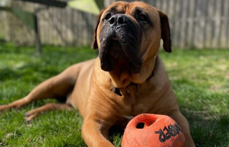 Pablo is op zoek naar iemand die hem adopteert. Ben jij diegene?