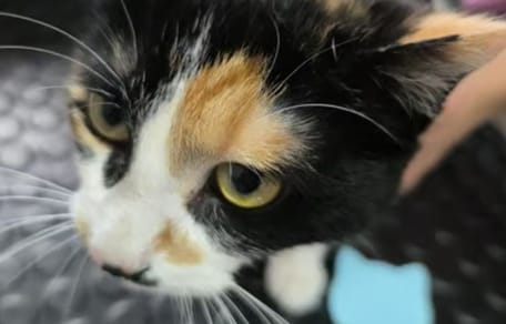 pacita-gata-adopcion-valladolid