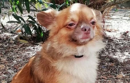 Paco il cane