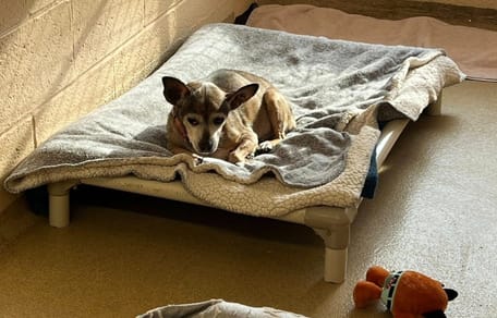 Paco, a senior dog back at the shelter