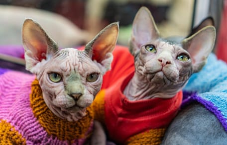 paises-bajos-prohibe-gato-sphynx-scottish-fold