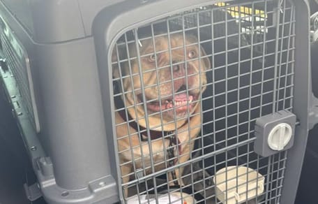 Pako, le chien abandonné dans un taxi