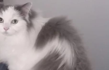 Se quedan cuidando de su gato: la foto que recibe a las 5 de la mañana le hace querer volver a casa inmediatamente