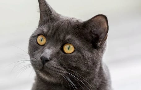Pandora, gatta British Shorthair nera, ritrovata dalla sua famiglia dopo 6 anni da un incidente d'auto