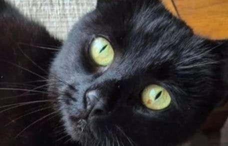 Katze Pandora