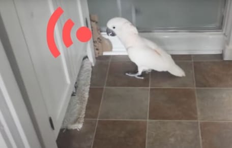 Papagei schimpft
