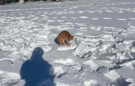 Zugefrorener Park im Schnee