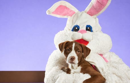 Pasen vieren met honden en katten in huis?