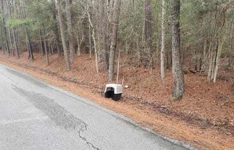 pastore tedesco trasportino strada