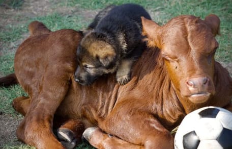 pastore tedesco e vitellino