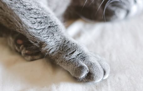 Zampa di gatto