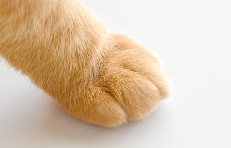 ginger cat paw