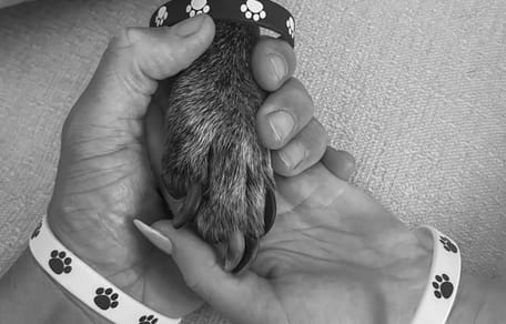 patte chien et famille