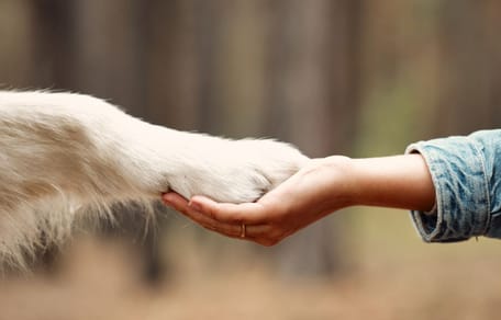 patte chien et main
