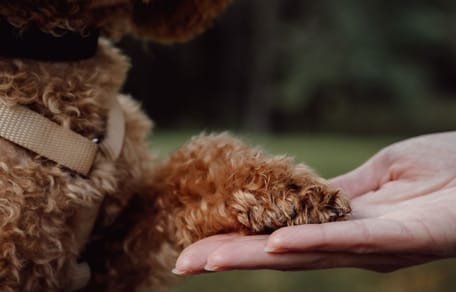 patte chien et main d'humain
