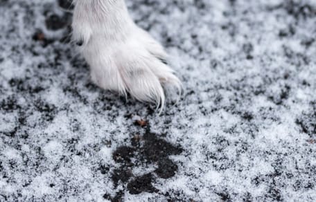 Poot van een hond in de sneeuw