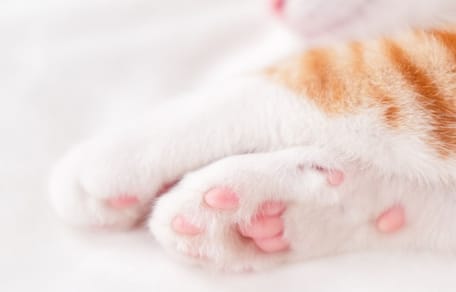 pattes chat