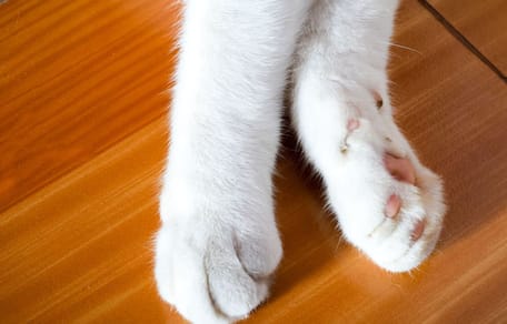 Pfoten einer weißen Katze