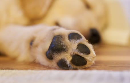 Pattes chiot Golden Retriever