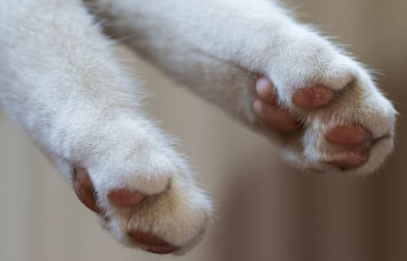 pattes d'un chat