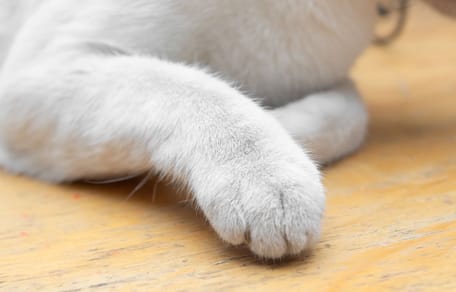 Pattes d'un chat