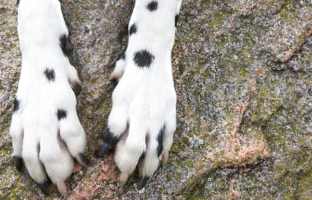 Poten van een Dalmatiër