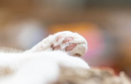 Katzenpfoten