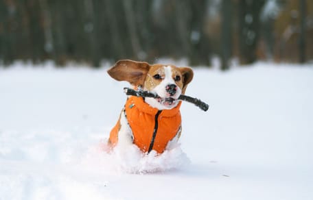 peis w ubranku na śniegu