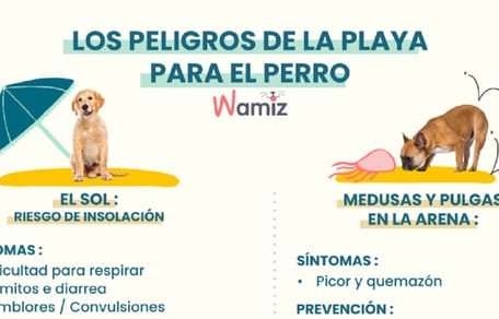 peligros-para-perros-en-la-playa
