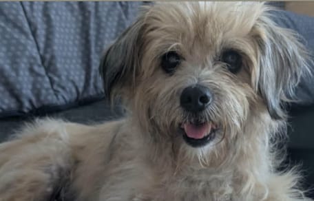 Peluche la chienne