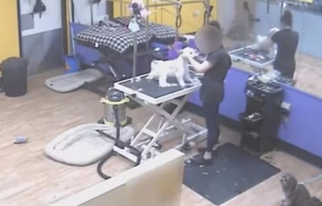 Une toiletteuse canine révèle sa vraie nature.