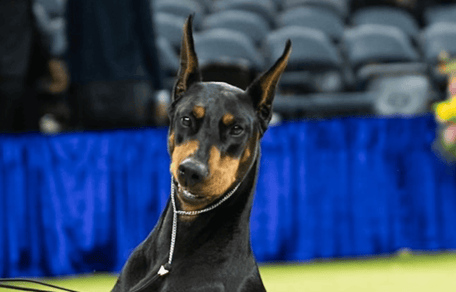 Penny il dobermann