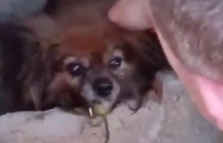 perra-atrapada-tuberia-cantabria