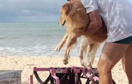 perrita ve silla de ruedas para entrar al mar