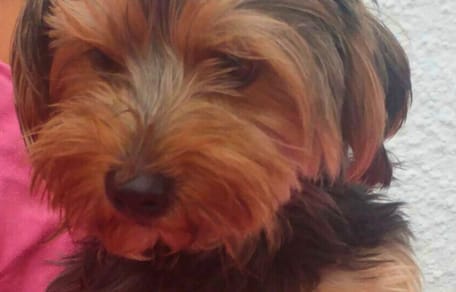 trauriger-yorkshire-terrier