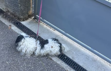 Cane abbandonato davanti al rifugio
