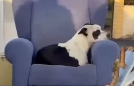 cane-abbandonato-centro-raccolta-siviglia