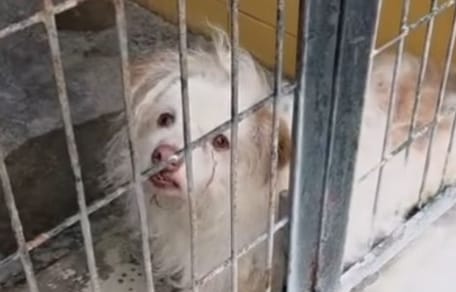 perro-asustado-abandonado-perrera-jerez