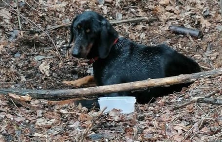 Une chienne abandonnée dans une forêt