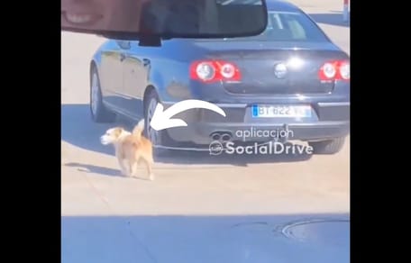 pies-przywiązany-samochód