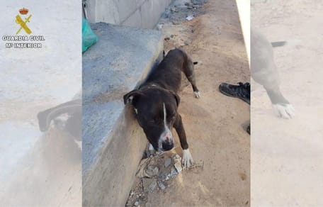 perro-atado-viga-valdepeñas-ciudad-real