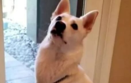 cane bianco alla porta