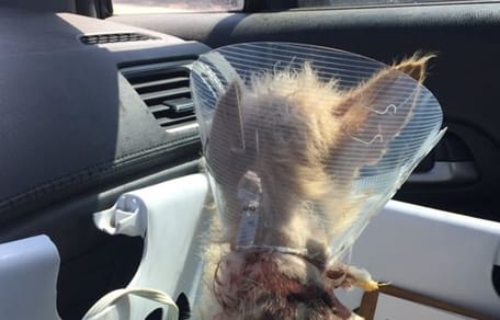 Trovano un cane randagio per strada: il veterinario scansiona il chip e resta senza parole!