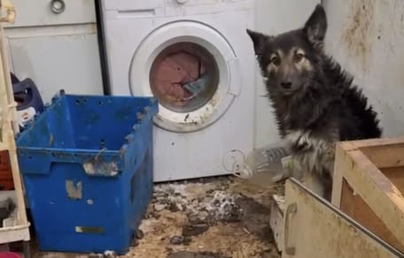 perro-cartagena-entre-excrementos