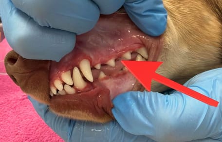 Perro con aparato dental