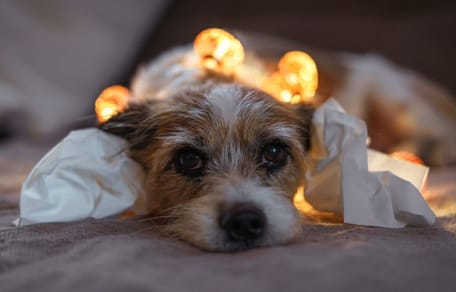 perro con miedo a los petardos en navidad