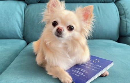 La UE endurece las normas para viajar con mascotas desde abril: este fallo puede arruinarte el viaje